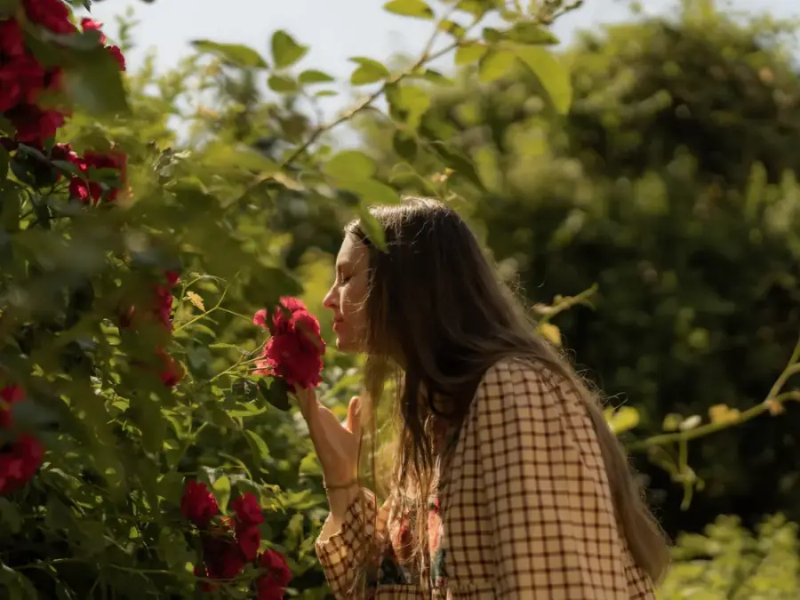 Parmi les rosiers, geste délicat vers une rose rouge.